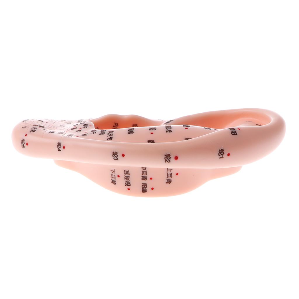 Professional Human Ear Model with Acupoint Traditional Learning Tool