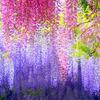 Artificial Wisteria Vine White Fake Flower Garland for Wedding Home Decor