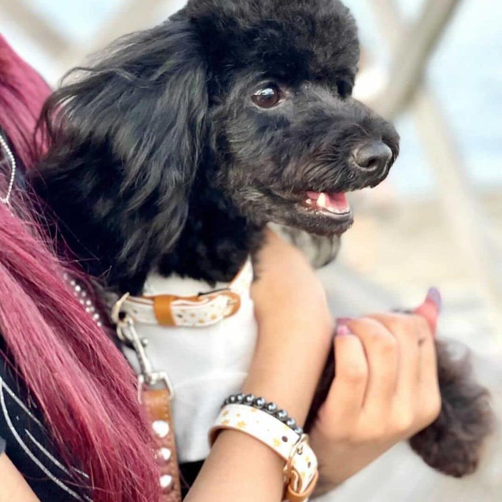 ArgusCollar Sold Dog Stylish Greek Vegan Leather (Argos Collar) [Collar Individually] Collar, Brand,
