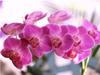 5D DIY Diamond Painting Orchid Rhinestone Pictures Full Round Diamond Embroidery Flower Crafts Kit Home Decor