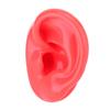 Soft Silicone Simulation Left Human Ear Model Ear Display Teaching Aid Model