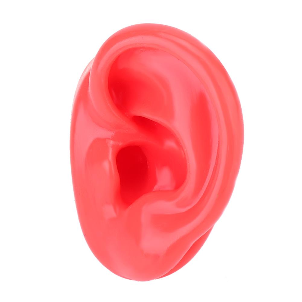 Soft Silicone Simulation Left Human Ear Model Ear Display Teaching Aid Model