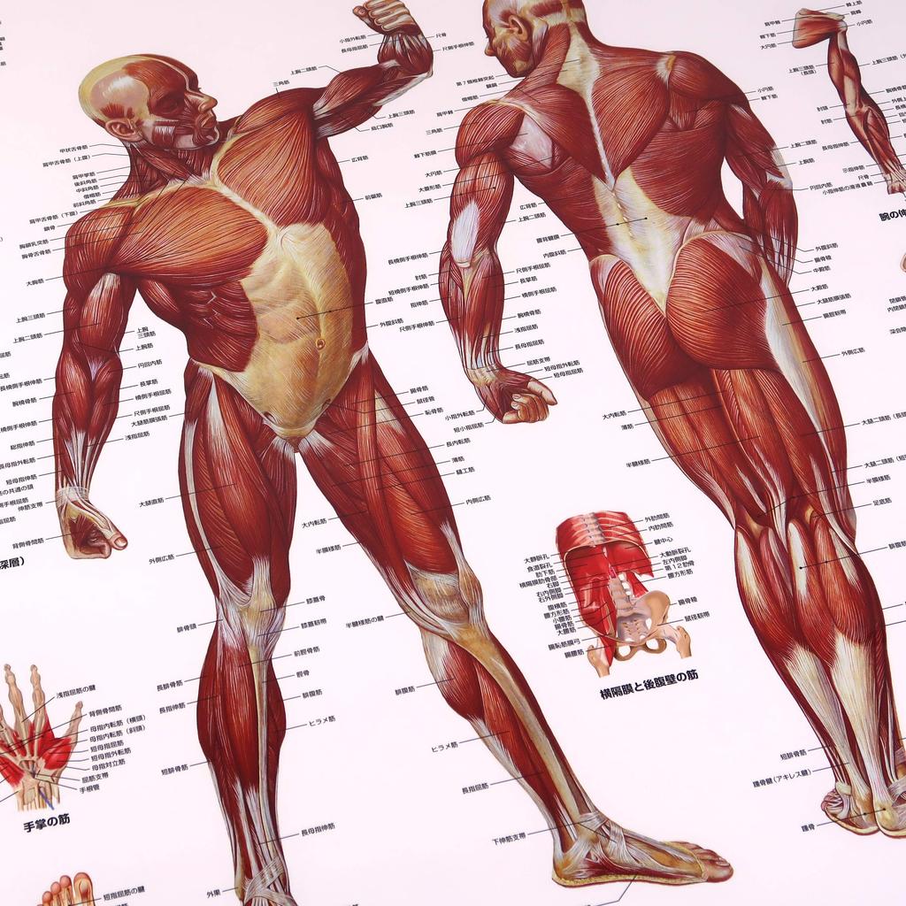 Learn the names of bones and muscles throughout the body. Human anatomy poster, skeleton and muscle set, B2 size - 3B Scientific