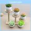 Plastic Succulent Plant Lotus Artificial Potted For Living Room And Gift Use