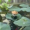 Mini Fishing Decorative Ornaments Fish Tank DIY with Fishing Rod Panda Fishing Ornaments Cartoon Landscaping Ornaments