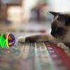 Cat Toy Bell Plastic Jingle for Cats Pounce Rattle Toys for Cat Training Game Interactive Playing Toy for Small Cat Dogs
