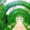 2.2M Artificial Creeper Leaves Hanging Fake Vine Ivy Garland Silk Wall Plants Wedding Party DIY Garden Decoration Green Rattan