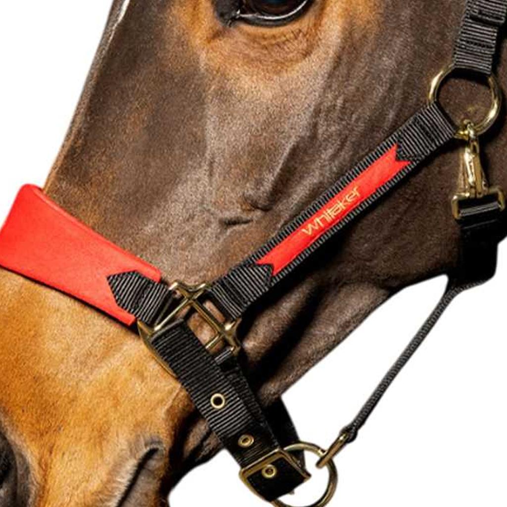 Whitaker Harewood Pferdehalfter