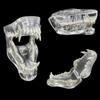 Educational Dog Tooth Model Dog Cat Rabbit Cat Clear Typodont Dental Animal Resin Teeth Clinic