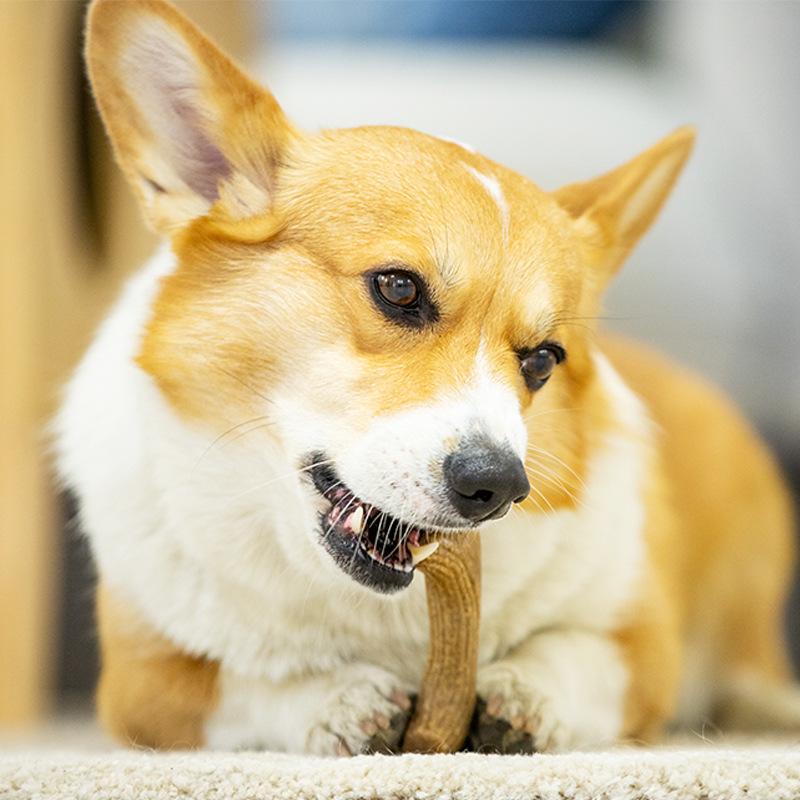 Wooden Plastic Antlers Dog Teething Toys for Puppies Medium and Large Dog Supplies  Bite-resistant Toys To Play with Themselves