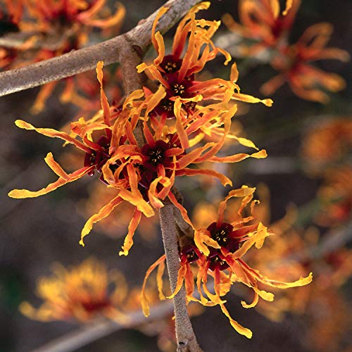 YARD REMEDIES Calendula Cleansing Cream 100g NEAL'S (Makeup Remover)