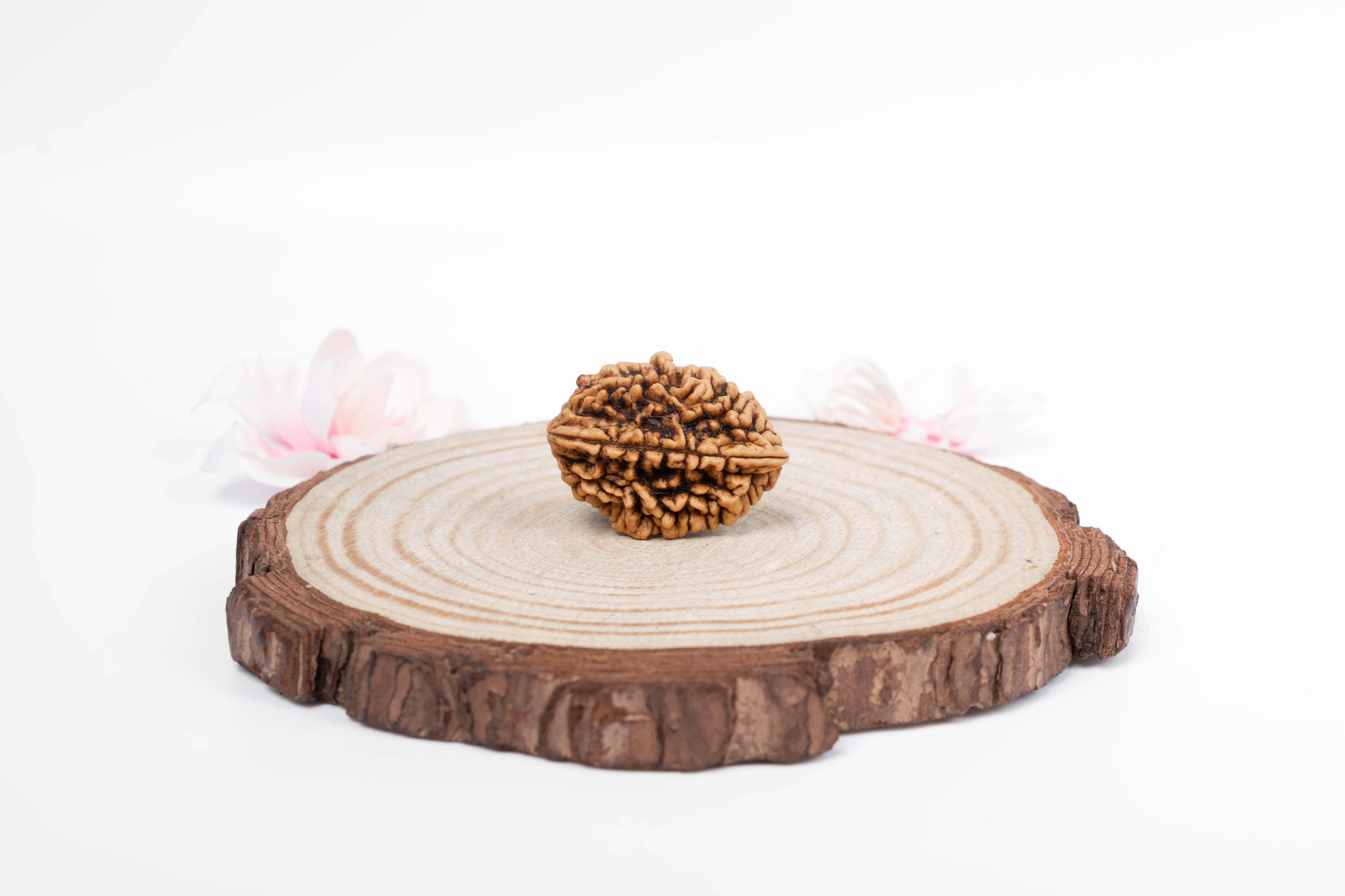 

2 бусины Mukhi Nepali Rudraksha | Сертифицированная подлинная рудракша для духовного роста | Подлинная священная бусина для медитации и исцеления от Navratan Gems коричневый