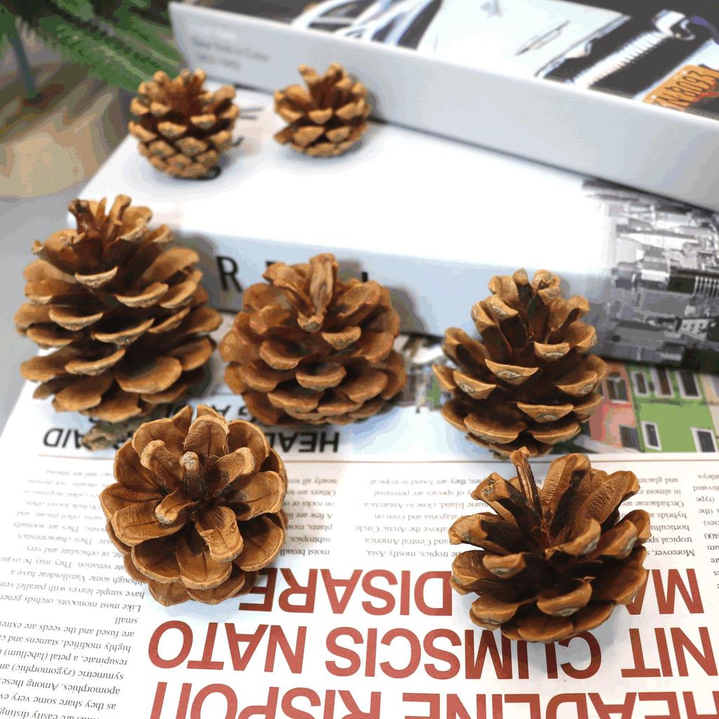 2023 Pine Cone & Dried Flowers for Christmas DIY: Ponderosa, Loblolly, Spruce