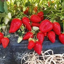 50 Seeds of EARLY White STRAWBERRY -HYPERPRODUCTIVE "Fresh and Organic Seeds"