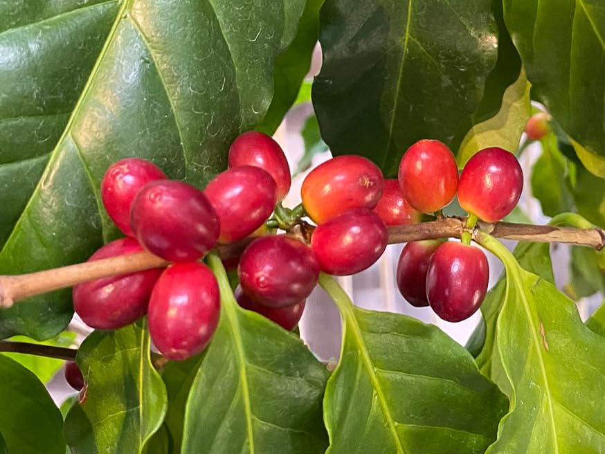 Mount Hagen Fairtrade Roasted Coffee Beans 250g