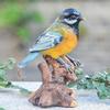 Durable Cute Miniature Bird Figurine Vintage Resin Small Animal Model Handmade Bird Statue Yard Art