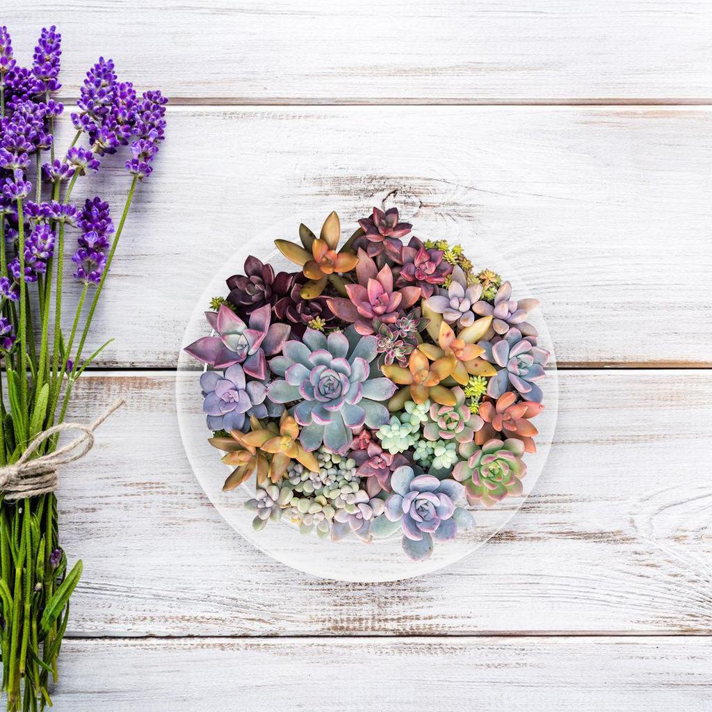 Glass Succulent Planter Pot Small Round Clear Flowerpot for Desk Garden Decor Air Plant Container Hydroponic Holder Micro