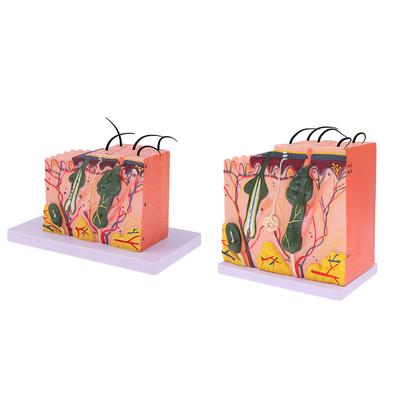 35/50Times Skin Model Human Anatomical Skin Hair Structure Enlarge Model Anatomy