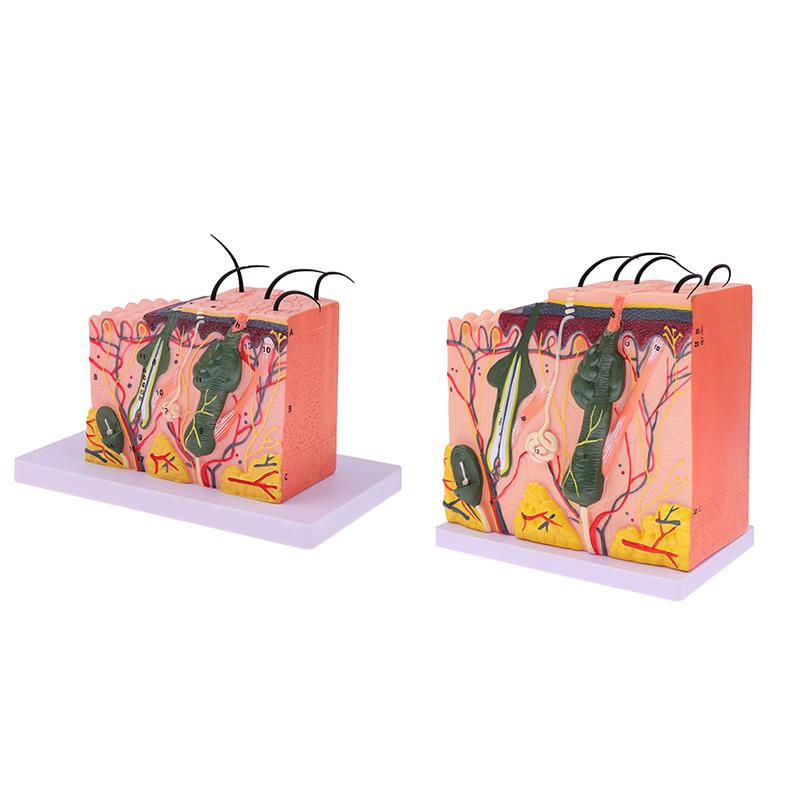 Model de piele de 35/50 de ori Structura părului de piele anatomică umană Măriți anatomia modelului