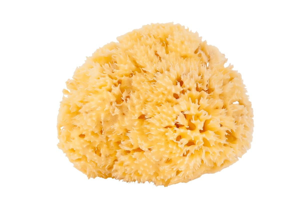 

Elvi Grace Натуральная морская губка для тела Сотовая губка Чувствительная Сухая Шероховатая Сделано в Греции [14см-16см] Кожа, Кожа, Кожа, Ребенок, жёлтый