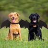 Cat Bat Wing Pet Cosplay Bat Costume Felt Dog Cat Bat Wings Apparel for Halloween Party Dress Up Accessory