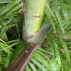 Ferramentas de jardinagem – Ferramentas para remoção de ervas daninhas