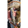 Used Tenkara Zenmai Kebari Yamame Amago Char Fly Fishing Managed Fishing Spot