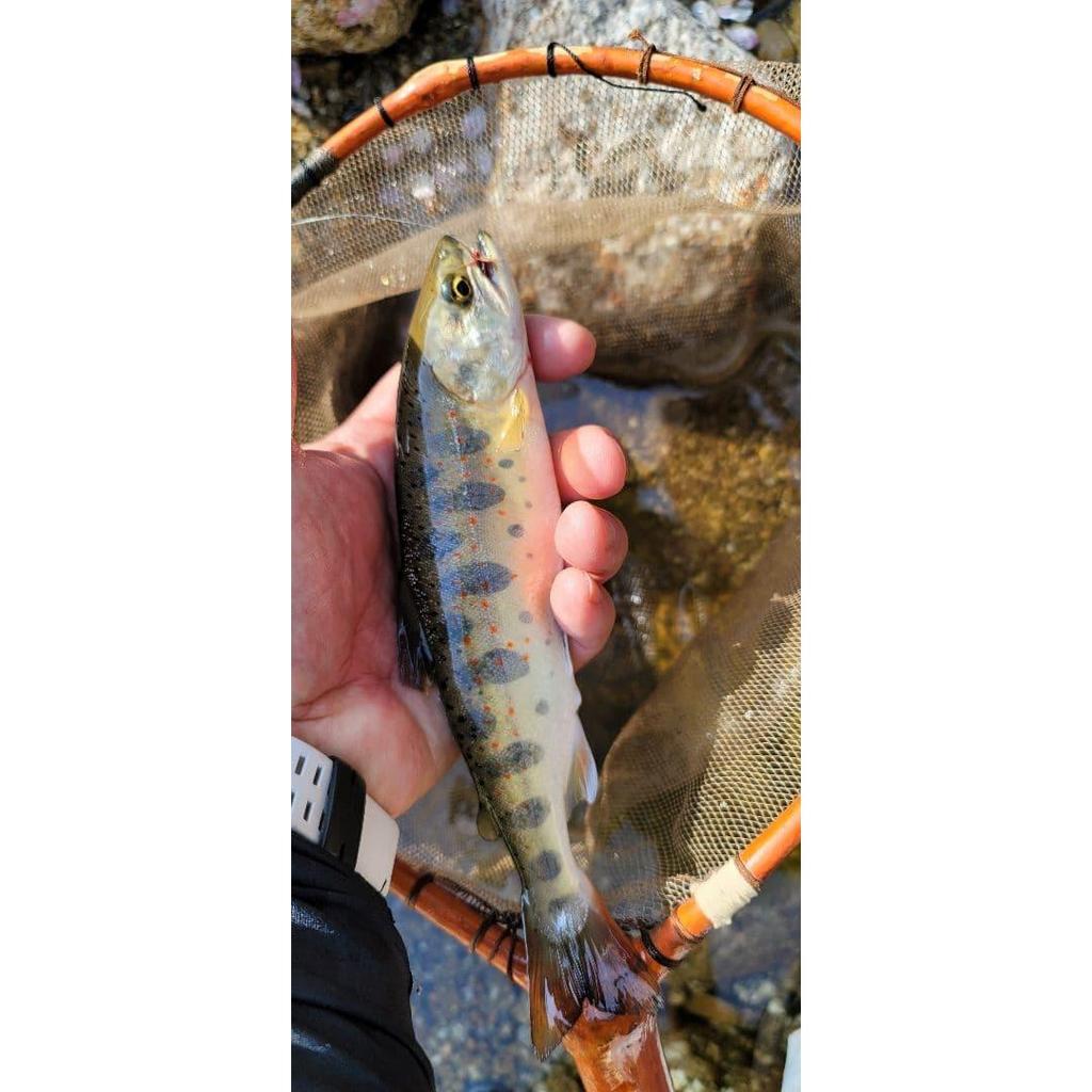 Used Tenkara Zenmai Kebari Yamame Amago Char Fly Fishing Managed Fishing Spot