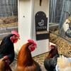Chicken Feeding Trough Precision Nutrition Oyster Shell Feeder No Waste Design Automatic Chicken Feeder Chicken Coop Accessories