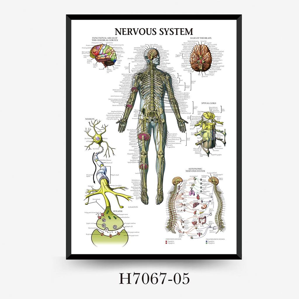 Human Tissue Structure Muscle Gym Medical Education Decorative Canvas Painting Poster Wall Art for Home Decor