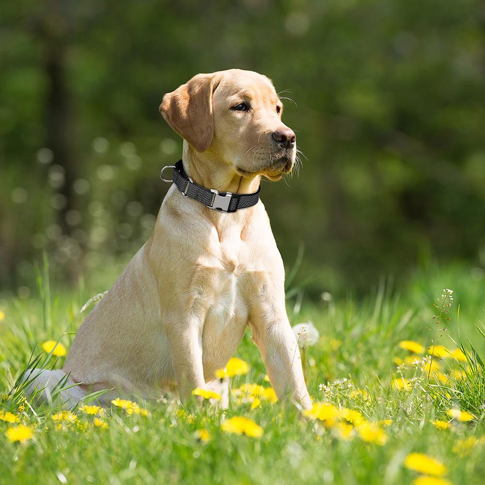 Zgardă reflectorizantă din nailon pentru câini, reglabilă, anti-pumn, pentru dresaj de mers pe jos cu câini de talie mică, medie și mare