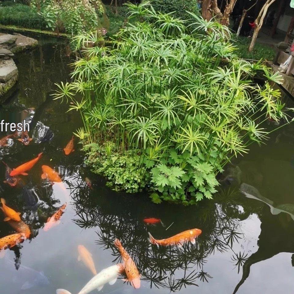 Hydroponic Lucky Bamboo and Aquatic Grass for Fish Tanks and Ponds