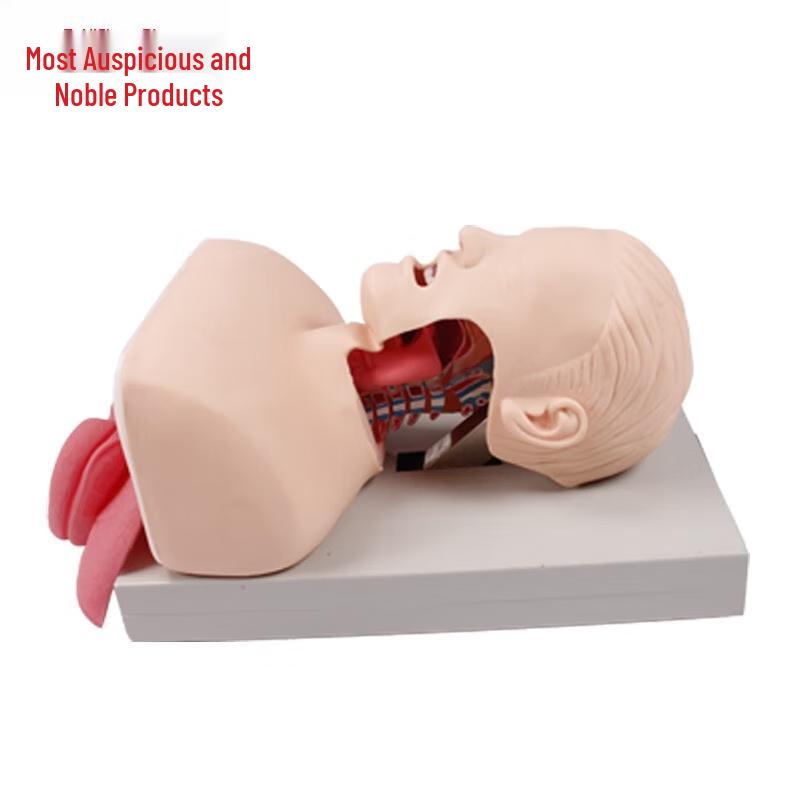 Human Tracheal Intubation Training Model