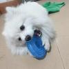 Strong Donut TPR Pet Dog Chew Toys with Squeak for Small Medium Dogs French Bulldog Corgi Border Shepherd Puppy Pets Accessories