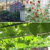 Flexible Rope Garden Trellis Netting High-quality Nylon Climbing Plants Netting  Climbing Plants