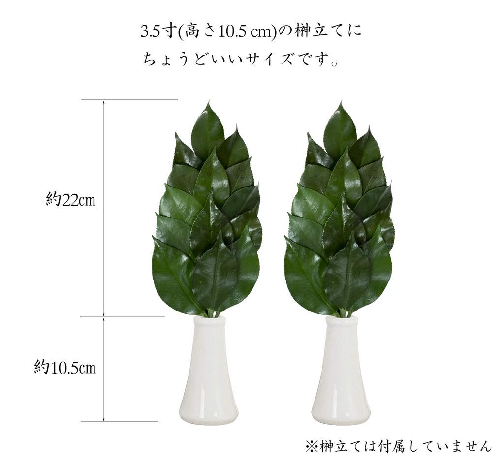 A&K Premium Preserved Sakaki Trees, Medium (1 Pair), Made in Japan, MKS-04M