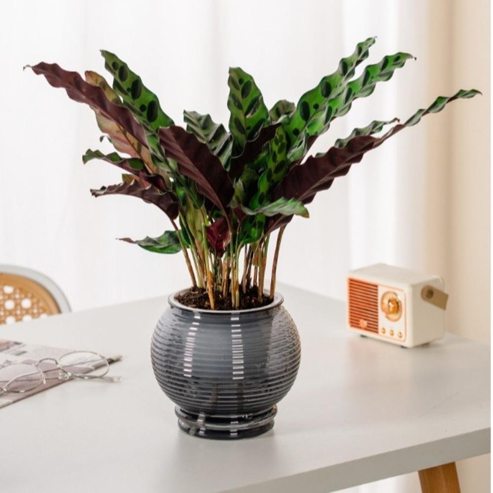 Wyjmowana doniczka Plastikowa Biurowa Dekoracja Bonsai Modna Mini doniczka na sukulenty Wazonik na biurko