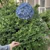 Single Head Large Hydrangea Simulation Flower Purple Wedding Hall Floral Art Guide Flower Arrangement Soft Props