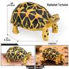 Wildtier Schildkröte Lernmodell für den Kindergarten (Sulcata, Rotfußschildkröten, Keks-Schildkröten)