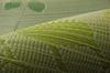 IKEHIKO Igusa Rug Carpet, Loose, Green, 180 x 240 cm, 8470380
