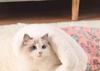 Cat Bed Winter Enclosed Plush Blanket With Warmth For Indoor Outdoor Use