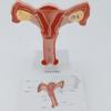 Anatomical Female Reproductive Organs Model for Demonstration Female Genital And Ovary Anatomy Model Teaching Tool