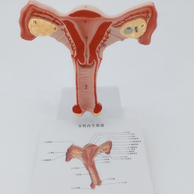 Anatomical Female Reproductive Organs Model for Demonstration Female Genital And Ovary Anatomy Model Teaching Tool