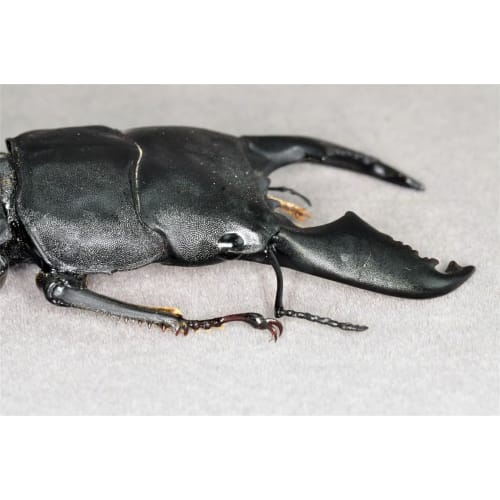 BACALYSO | Nirvana 1/1 Scale Stag Beetle Figure, Magnetic Refrigerator Ornament, Realistic Adult Illustrated Wild Insect Beetle, Summer, Resin, Adult-