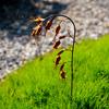 Bell Flower Garden Stake Metal Flowers with Bells, 23.6 In Decorative Stake, Distressed Lily of the Outdoor Art Valley Spring Decor, Shaking Head Yard