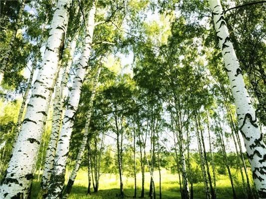 5D DIY diamantová malba Krajina Mozaika Křížkový steh Krajina Diamantové vyšívání Domácí dekorace Řemesla
