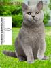 1 pezzo di paletti da giardino a forma di gatto, disegnati con animali felini grigi per la decorazione di vasi da fiori all'aperto, un regalo ideale per gli amanti dei gatti.
