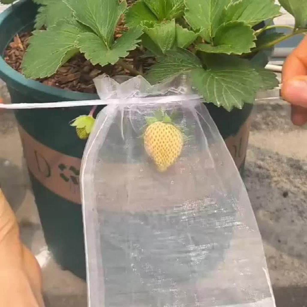 50/100Pcs Fruit Protection Netting Bags with Drawstring Reusable Grape Grow Bags Strawberry Cover Mesh Bags for Pest Control