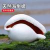 12pcs/lot White Rabbit Conch Natural Shell Conchs Aquarium Home Decoration Wedding Floor Wall Paste Micro-landscape Creative