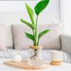 Self-Watering Planter Imitation Glass Vase Hydroponic Plant Pot Transparent Water Storage Tank Mini Desktop Planter for Home Office Decor